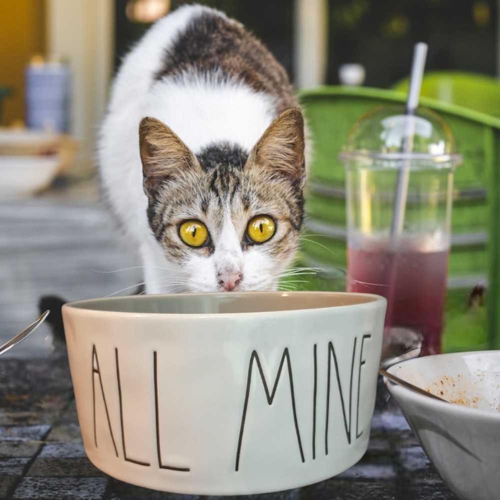 Rae Dunn Ceramic 6" ALL MINE Bowl